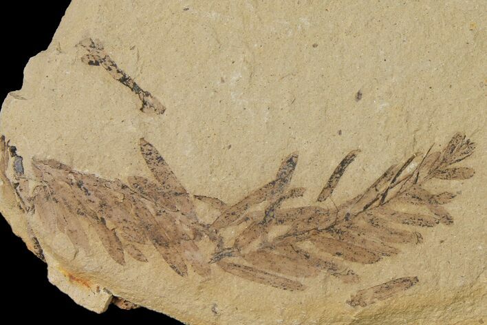 Dawn Redwood (Metasequoia) Fossil - Montana #126638
